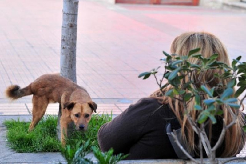 Municipio de La Serena anuncia que buscarán rápida  solución a perros callejeros que atacan a personas