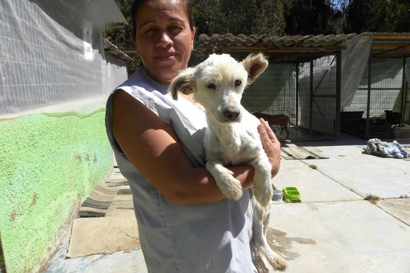 Agrupación Canil Parque Coll Sumados pretende ser un aporte para el desamparo de perros