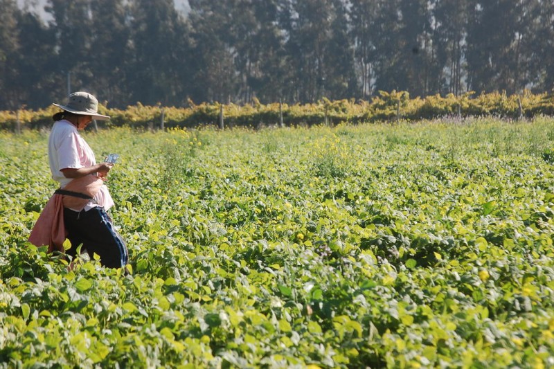 Confusión genera en el agro aplicación de medida del gobierno sobre horario punta