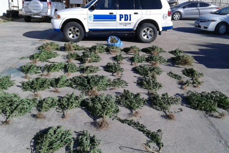 PDI incautó plantación de marihuana en Punitaqui