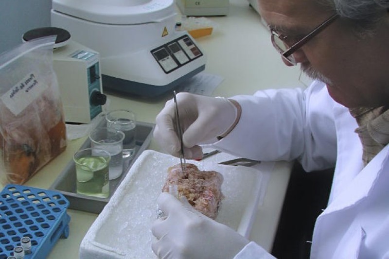 Realizan estudio científico sobre la carne de jaiba Realizan estudio científico sobre la carne de jaiba