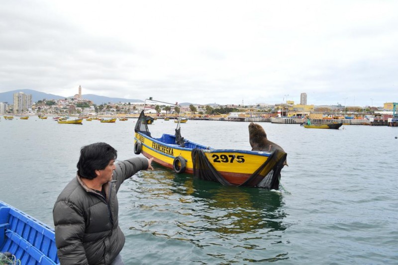 Coquimbo: Gremio pesquero artesanal pide derogar veda del lobo marino al causar millonarias pérdidas