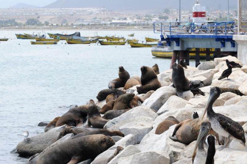 La caleta de Coquimbo y sus encantos