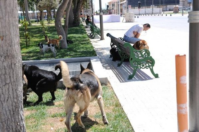 Municipio aclaró que jaurías no son su responsabilidad