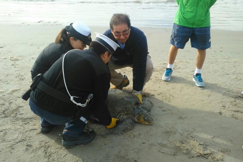 En La Herradura, Coquimbo: Rescatan a tortuga marina varada y en pésimo estado