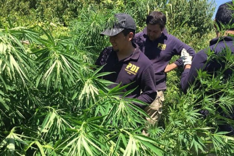 En Los Vilos incautan 96 plantas de  marihuana avaluadas en 48 millones de pesos