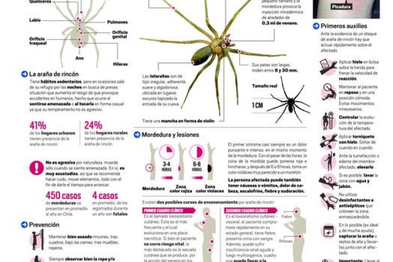 Infografía: Araña de Rincón: Un riesgo que aumenta en primavera