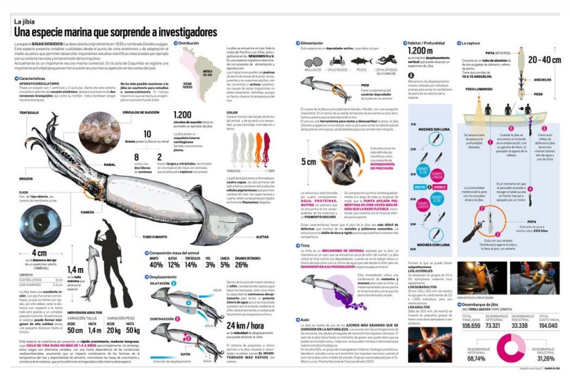 Infografía: Jibia: Una especie marina que sorprende a investigadores