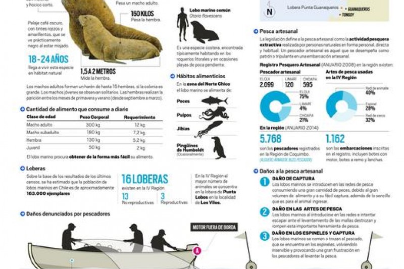 Infografía: Pescadores - Lobos Marinos: Una interacción conflictiva en torno a las labores de pesca
