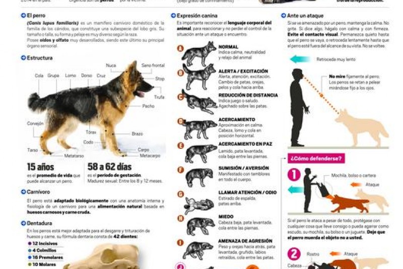 Infografía: Mordeduras y ataques de perros