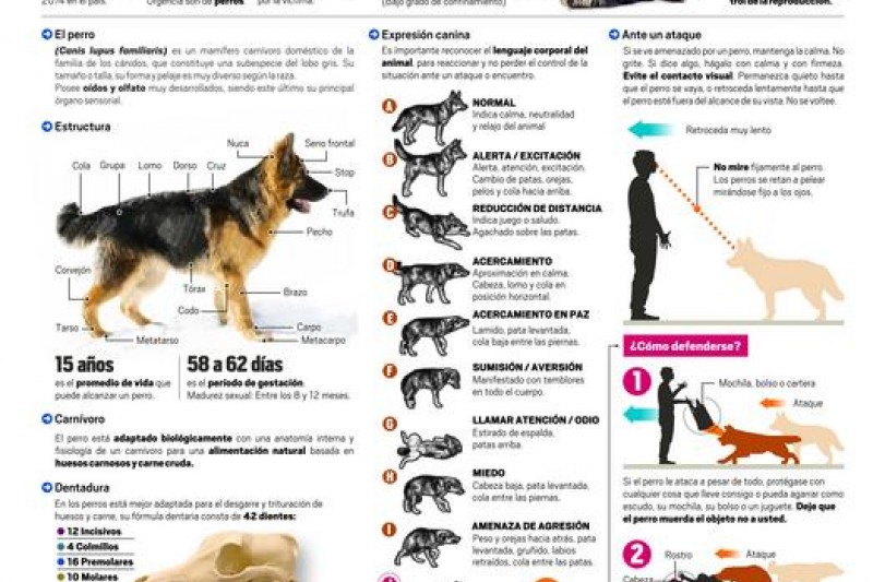 Ataques y mordeduras de perros: Conocer su actuar es la mejor prevención