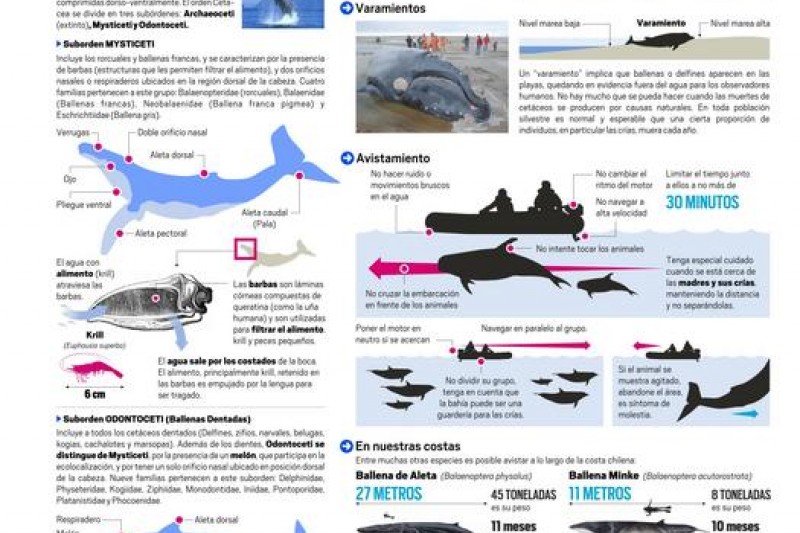 Infografía: Observación de Ballenas