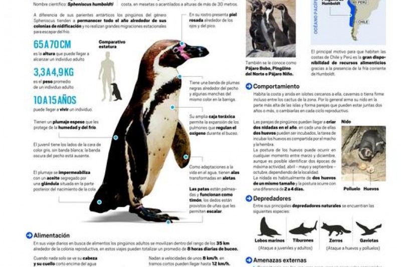 Infografía: Pingüino de Humboldt, una especie vulnerable