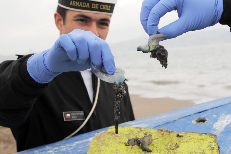 Coquimbo-La Serena: Cierran playas en la conurbación debido a presencia de especie fragata portuguesa