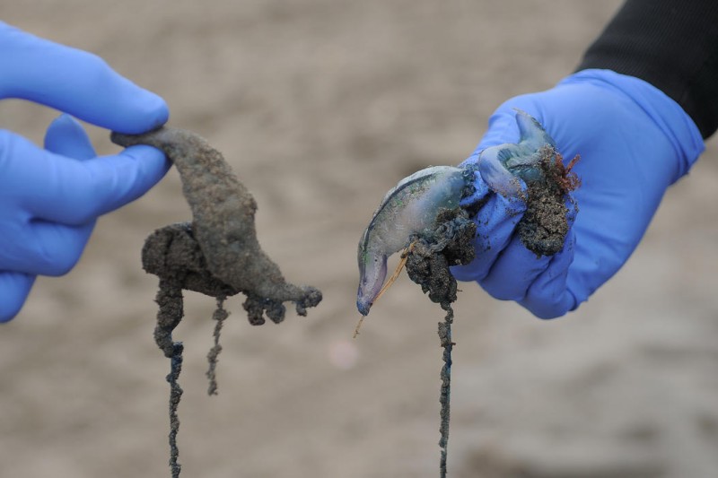 En playas de Coquimbo y La Serena: Llaman a prevenir el contacto con especie fragata portuguesa 