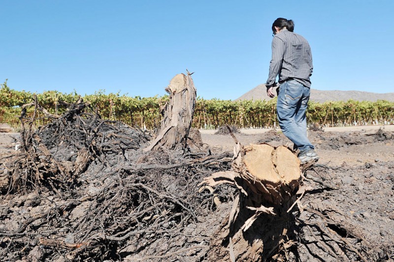 Deuda agrícola regional superaría los US$1.500 millones debido a la sequía