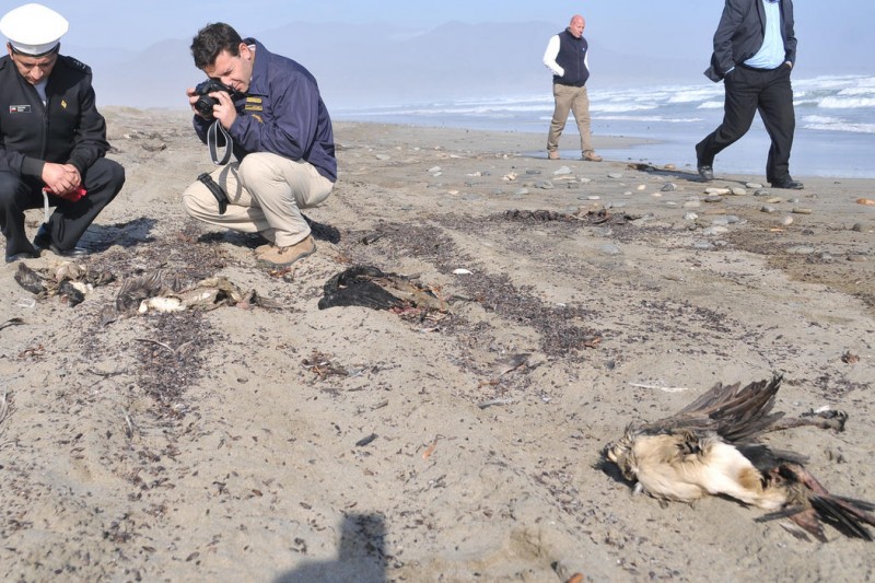 Investigan muerte de más de 600 aves en playa de Punta de Choros