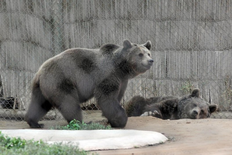 Desmienten fuga de un oso desde La Serena Zoo