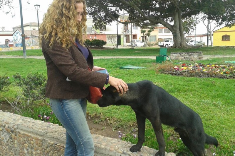 Con censo canino en La Serena buscan saber  la cantidad de perros que tiene la comuna