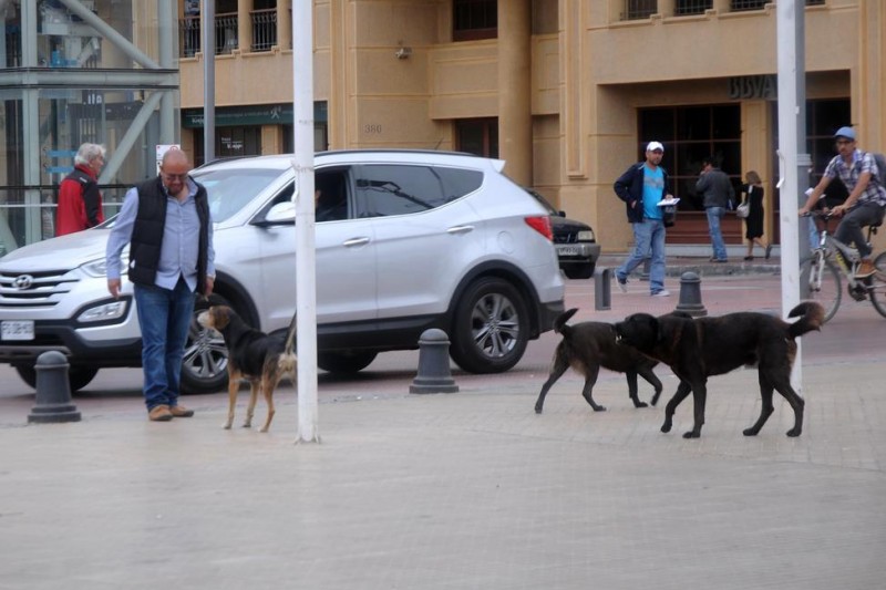 Indignación por envenenamiento de perros en las calles de La Serena