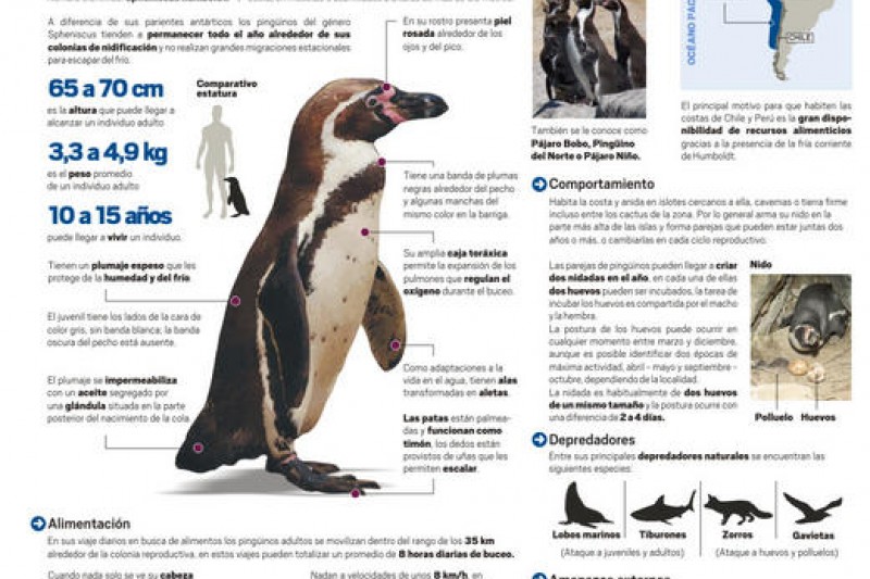 Infografia Pingüino de Humboldt, una especie vulnerable