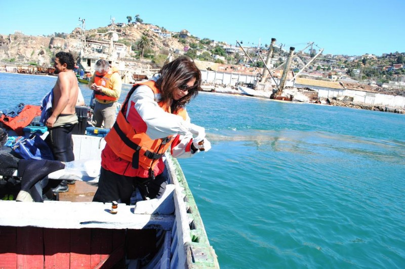 UCN investiga presunta contaminación de la bahía de Coquimbo con petróleo