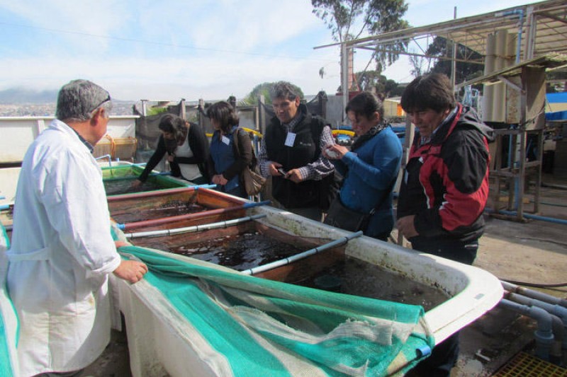 Experto mundial participará en foro dedicado a cultivo de abalones en la UCN