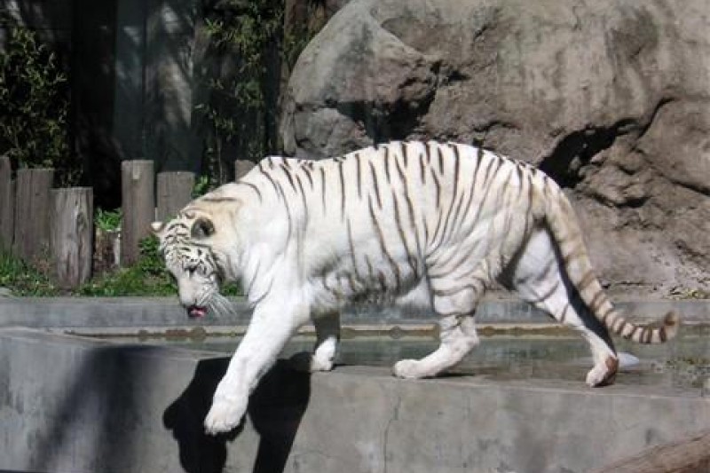 Herido grave un trabajador del zoo de Santiago tras ser atacado por un tigre  